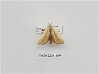 藏品(單排舟蛾)的圖片